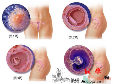 胎儿发育过程图_股骨-羊水-胎盘-胎儿-
