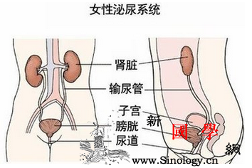 治疗妊娠期尿路感染哪些药物安全？_输尿管-抗生素-妊娠-胎儿-