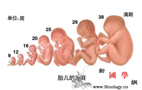 掌握这8点遭遇胎儿生长受限不再闹心_超声-妊娠-血流-胎儿-