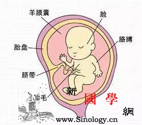 暖医孕期40周完全指导（第14周）_产前诊断-羊水-雌激素-胎儿-