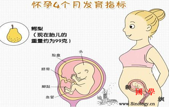 怀孕四个月胎儿图_骨骼-胎儿-手掌-四个月-