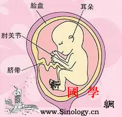 孕期40周完全指导（第17周）_骨盆-胎儿-子宫-腹部-