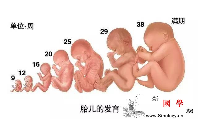 3D图解胎宝每周身体、智力发育全过程：赌你一_卵子-叶酸-胎儿-头部-