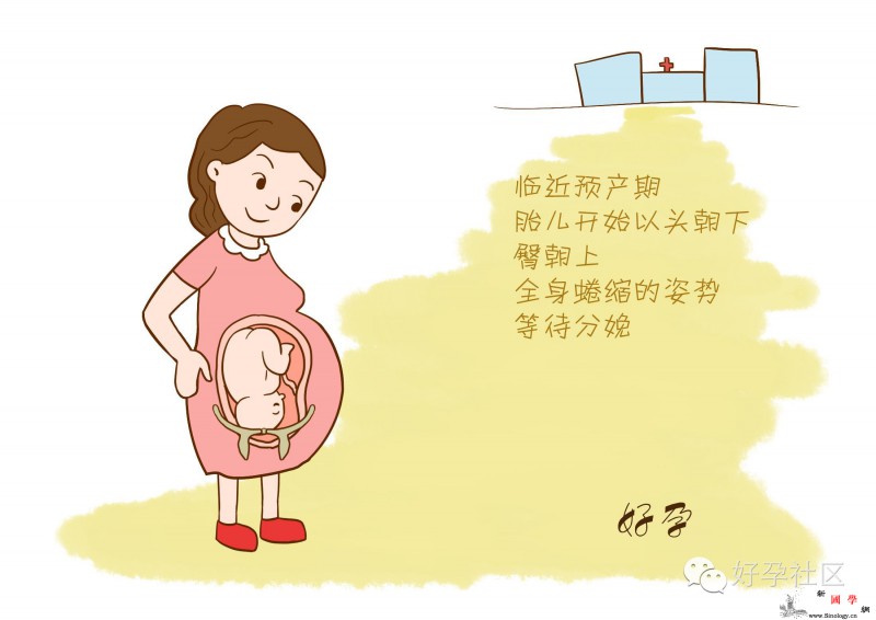 原来生孩子不是孕妈妈一个人的事情胎儿也会帮_产道-分娩-胎儿-妈妈-