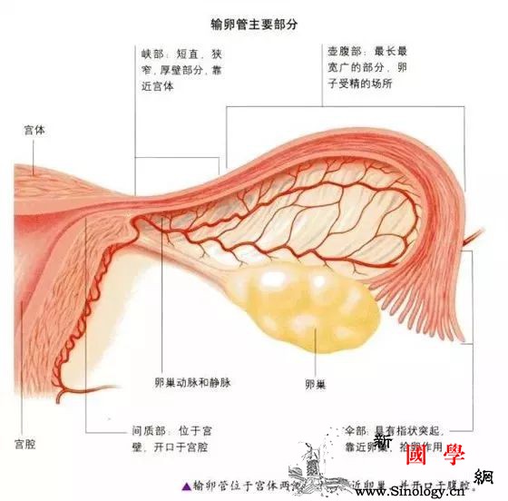 如果切了输卵管是不是就不会宫外孕了？_停经-受精卵-宫外孕-输卵管-怀孕准备