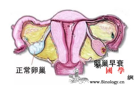 如何预防女性卵巢早衰？_卵泡-卵巢-早衰-激素-怀孕准备