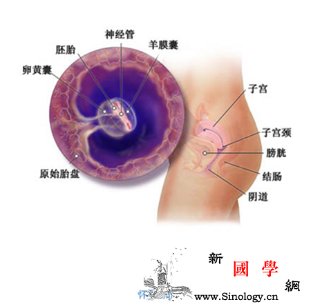 怀孕两个月胎儿有多大_幼芽-胚胎-胎儿-器官-