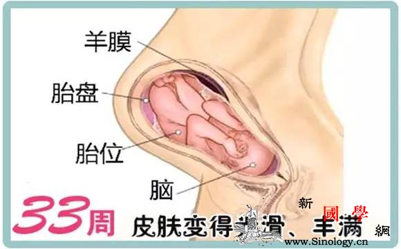 暖医孕期40周完全指导（第33周）_胎膜-水肿-摄入-淋巴-