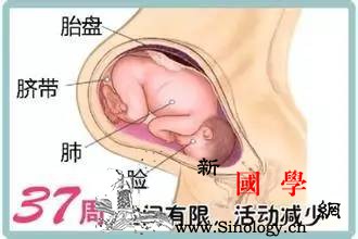 暖医孕期40周完全指导（第36周）_胎动-羊水-宫内-胎儿-