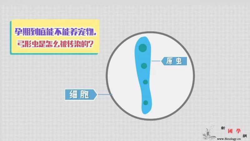 怀孕养宠物真会感染弓形虫吗？这篇文章你一定要_孕妇-感染-排泄物-宿主-