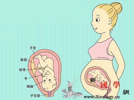 38周胎儿发育标准_胎位-胎动-分娩-胎儿-