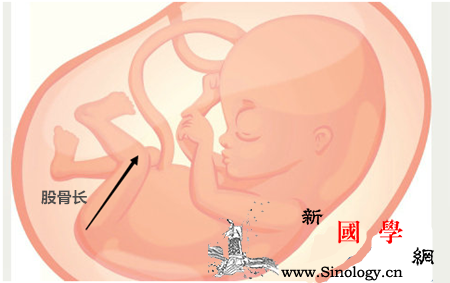 股骨长是什么意思_肱骨-股骨-上臂-平均值-