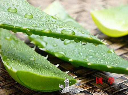 宝宝房间去除甲醛的植物有哪些吸甲醛最好的植_吊兰-甲醛-房间-植物-