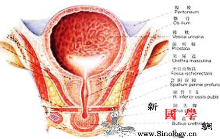 前列腺钙化是什么意思详解前列腺钙化的意思_腺体-钙化-排尿-通畅-怀孕准备