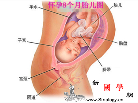 怀孕8个月胎儿图_股骨-羊水-胎儿-个月-