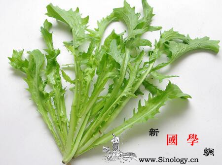 宝宝可以吃苦菊吗小孩子可以吃苦菊吗_味素-消暑-胡萝卜素-吃苦-