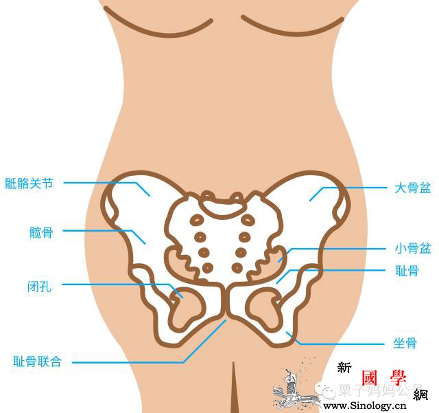孕期屁股疼？有可能是孕妈妈遇到了“耻骨分离症_耻骨-骨盆-缓解-屁股-