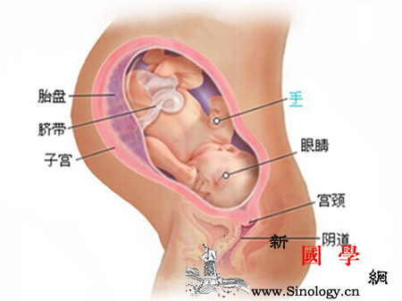 怀孕38周胎儿大小_胎动-阵痛-分娩-胎儿-
