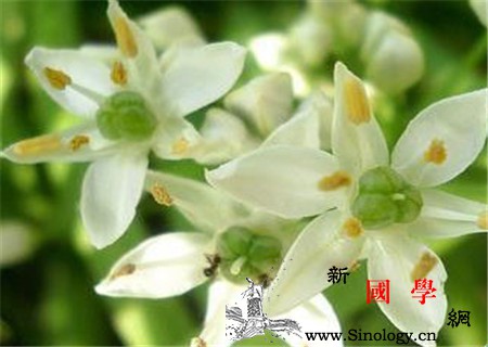 孕妇能吃韭菜花吗_目的-胃部-便秘-均衡-