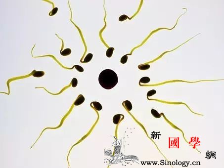 B超监测排卵从什么时候做比较好？_卵泡-排卵-月经-监测-孕前检查