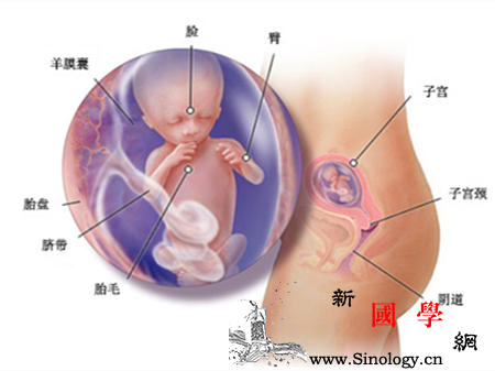 怀孕6个月胎儿大小_股骨-肺部-胎儿-个月-