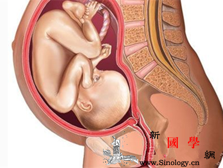 怀孕8个月胎儿大小_从头到脚-胎儿-个月-长度-