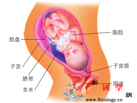 怀孕九个月男胎儿图_骨盆-胎儿-孕妇-准妈妈-