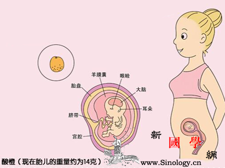 怀孕3个月胎儿大小_胎盘-胎儿-个月-准妈妈-