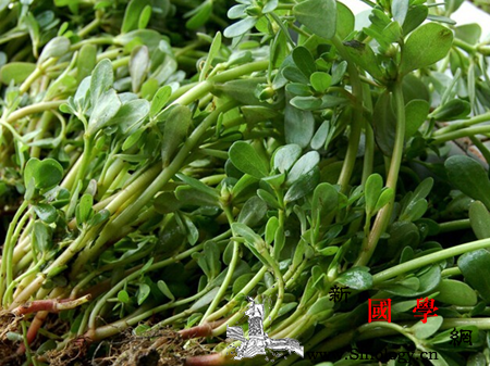 怀孕期间不能吃什么_慈姑-马齿苋-柿子-流产-