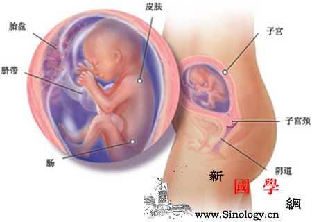 怀孕5个月胎儿图_胎位-会有-增重-胎儿-