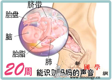 怀孕5个月胎儿有多大_股骨-水肿-胎儿-约有-