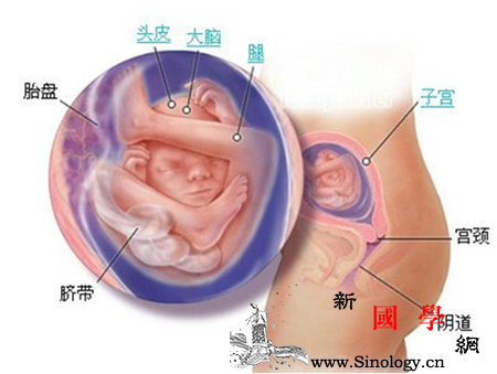 怀孕30周胎儿图_胎位-胎儿-子宫-站立-