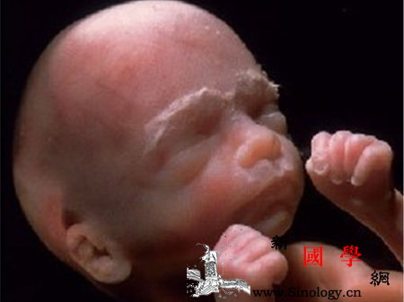 怀孕六个月胎儿图_股骨-胎儿-子宫-六个月-