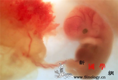 怀孕2个月胎儿图_胚胎-胎儿-约为-约占-