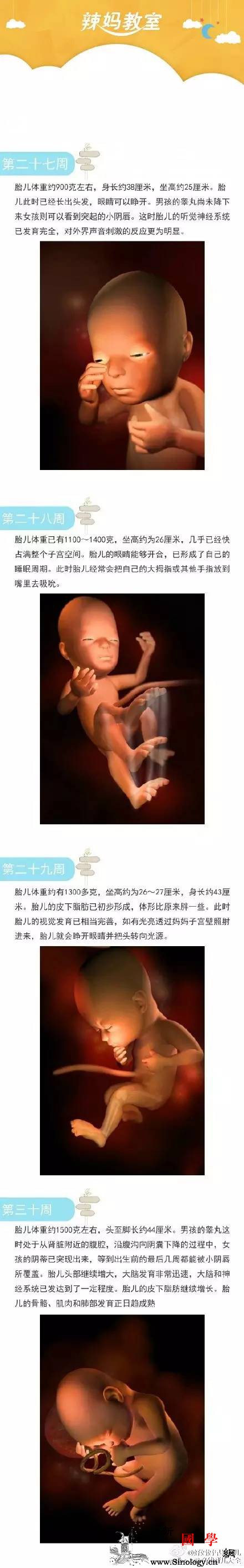 胎儿在子宫里10个月3D的呈现图可以清楚的_胎儿-个月-呈现-宝宝-