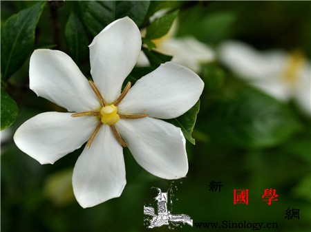 栀子花有毒吗_栀子-湿热-止咳-栀子花-