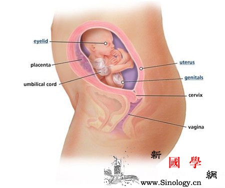 怀孕21周双顶径和股骨标准值是多少_肱骨-股骨-孕期-胎儿-