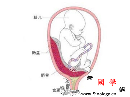 前置胎盘的分类_完全性-子宫颈-胎盘-休克-