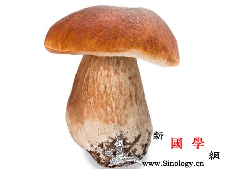 牛肝菌多少钱一斤牛肝菌的价格是多少_等地-云南-分布-价格-