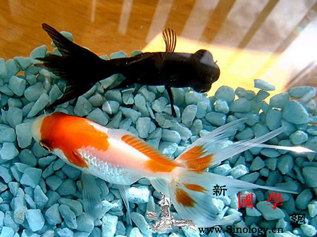 梦见鱼是胎梦吗_生下-黑鱼-贵子-孕妇-