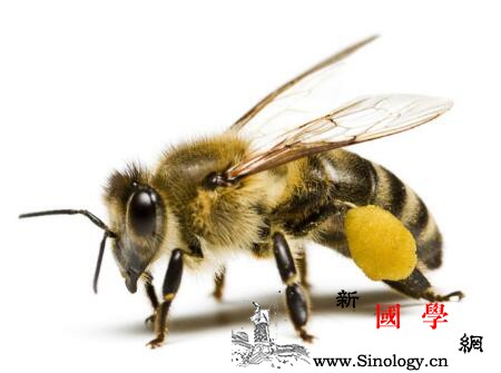 预防宝宝被蜜蜂蛰的方法是什么怎样预防被蜜蜂_蜂巢-灌木丛-草丛-温馨提示-