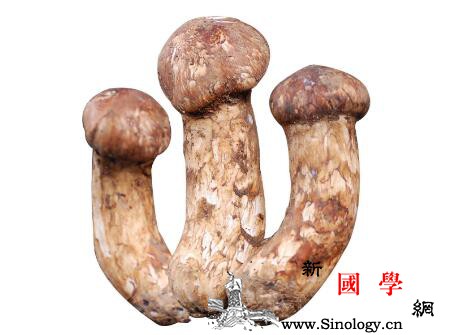 宝宝吃松茸的营养价值宝宝吃松茸有什么营养价_粮农组织-世界卫生组织-均衡-营养价值-