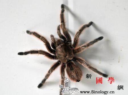 宝宝被蜘蛛咬了怎么办小孩被蜘蛛咬到宝妈不管_阿司匹林-咬伤-咬了-服用-
