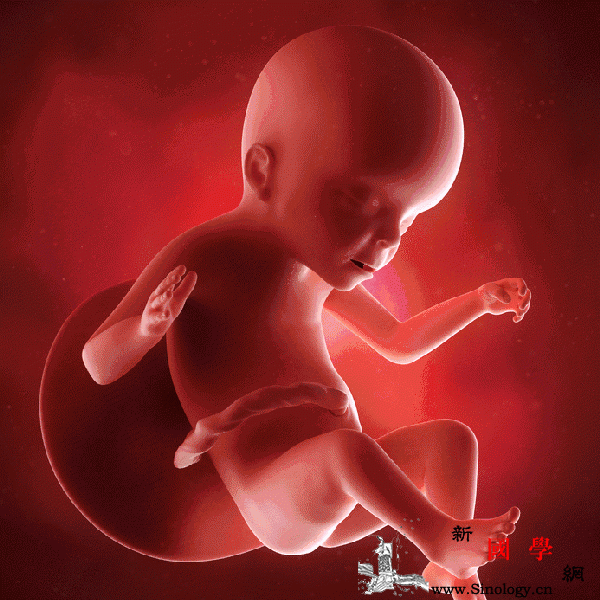 胎儿大小跟孕妈的9个因素有关你知道吗？_脐带-母体-胎儿-宝宝-