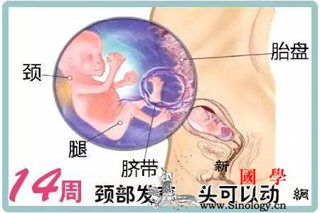 孕妇什么时候补DNA比较好DHA几个月补合_粮农组织-孕期-世界卫生组织-氧化-