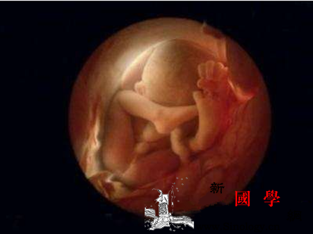 怀孕7个月胎儿图_股骨-胎儿-个月-值为-