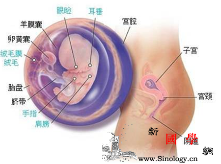 怀孕14周胎儿彩超图_羊水-鸭肉-胎儿-阴道-