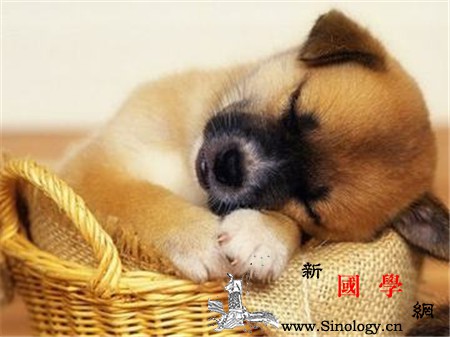 孕妇梦见狗是什么意思_平安-母子-预示-孕妇-