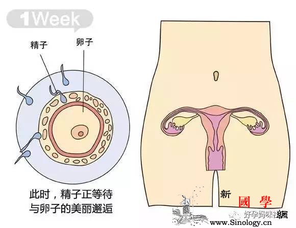 胎儿每周到底有多大?从芝麻到西瓜!有图有真相_身长-胚胎-胎儿-宝宝-