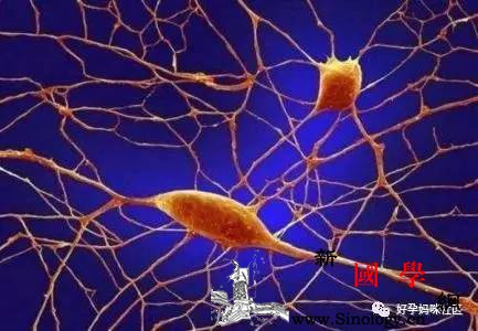 准妈妈洗澡时做哪件事会伤害胎儿脑神经发育？_脑神经-水温-胎儿-乳房-